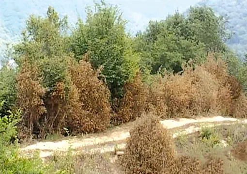 درختان میوه مقاوم به کم آبی