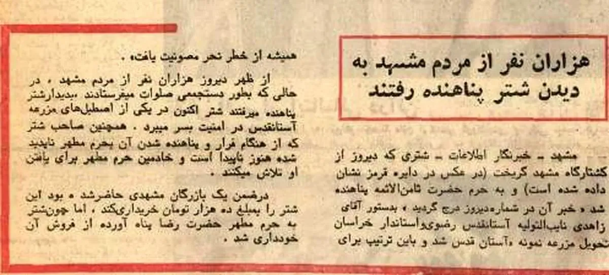 سرنوشت شتر پناهنده به حرم امام رضا (ع)