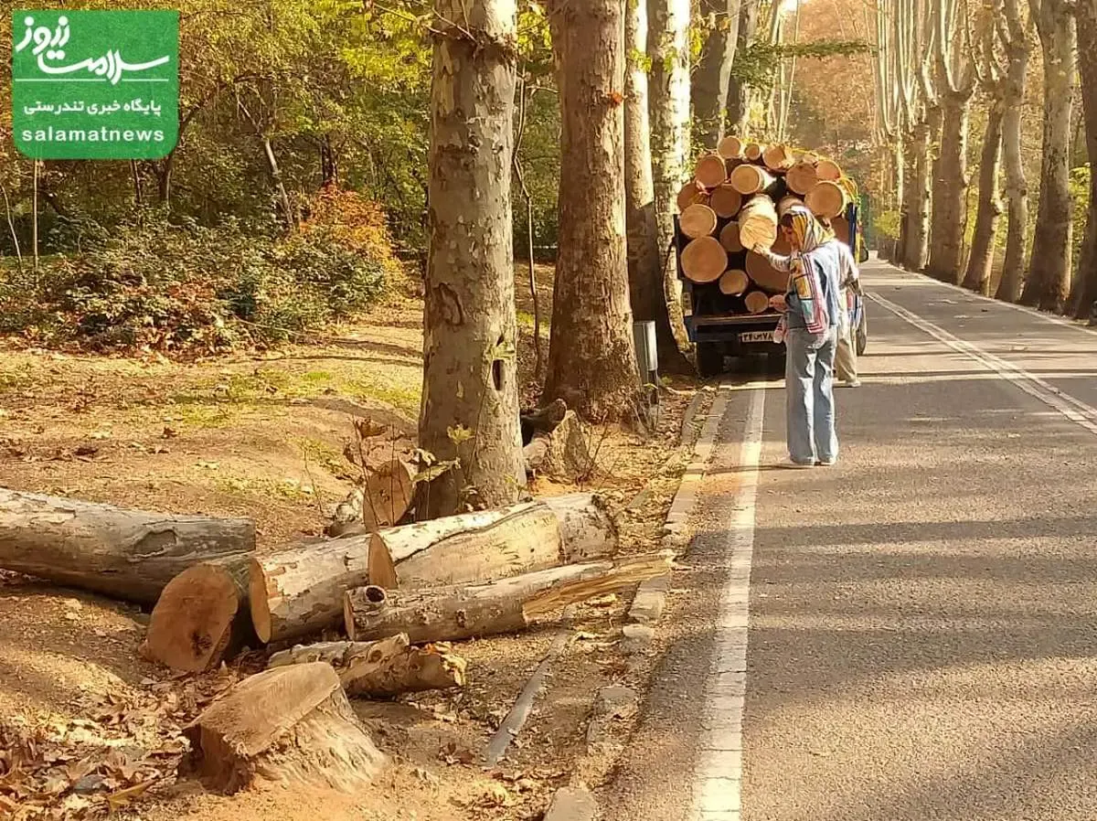 تعداد زیادی از درختان سعدآباد قطع شدند!