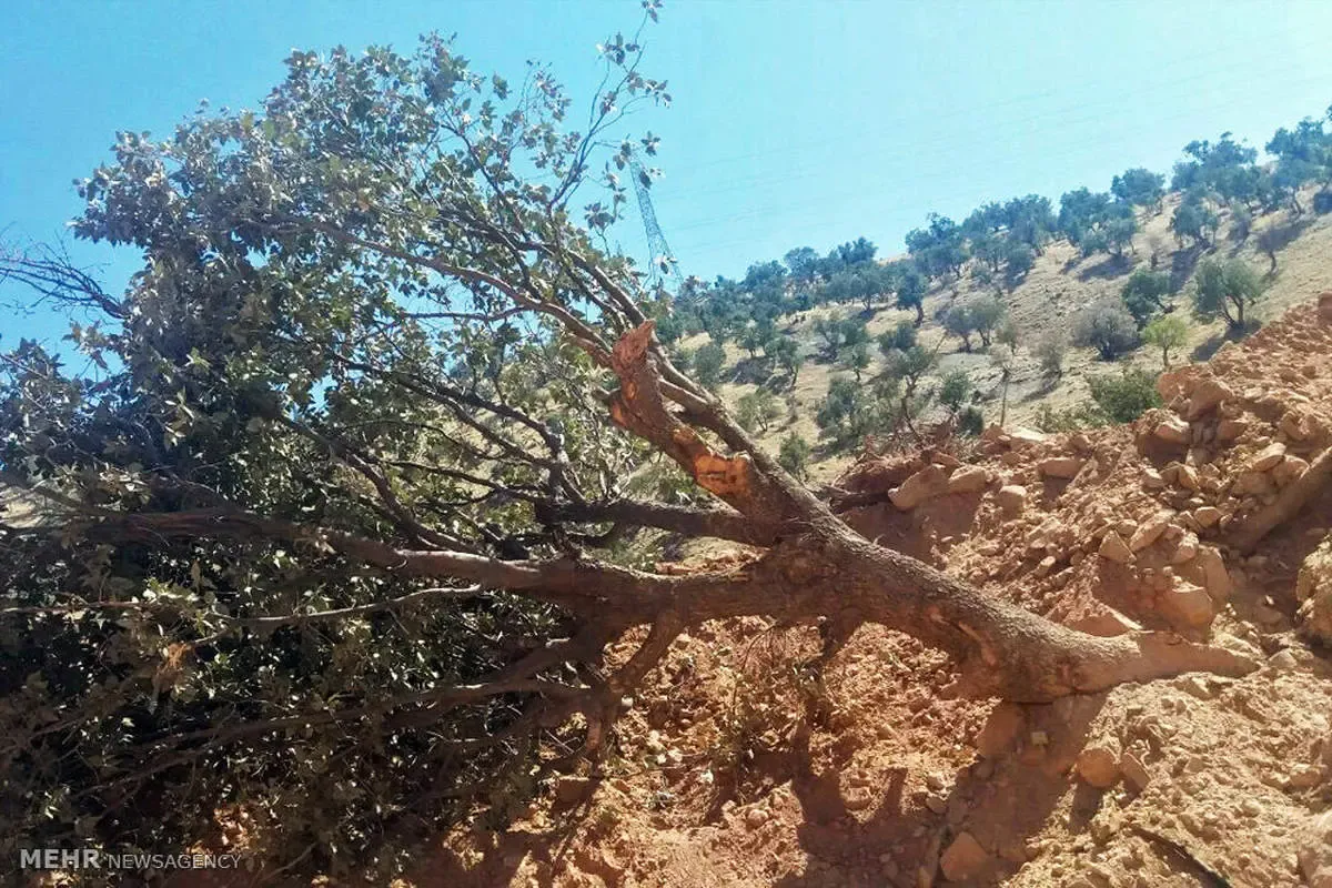 این پروژه اجرا شود، درخت های زاگرس قطع می شوند!