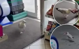 یک دزد دریایی ۴۰ بار از فروشگاه چیپس دزدید!/ عکس 