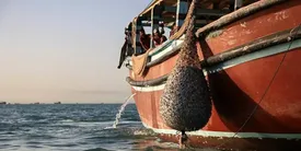 صید میگو در آب‌های هرمزگان آغاز شد