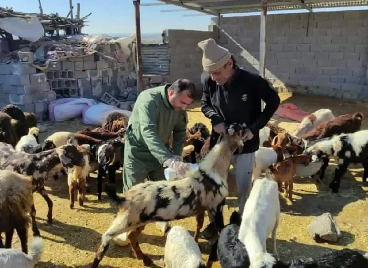 نحوه تشخیص گوشت آلوده به تب کریمه کنگو/ این نشانه‌ها را جدی بگیرید