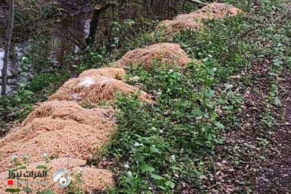 ماجرای چند تن ماکارونی آماده طبخ در جنگل‌های آمریکا