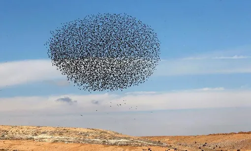 گله‌ی سار‌های مهاجر/ عکس: منابع خارجی