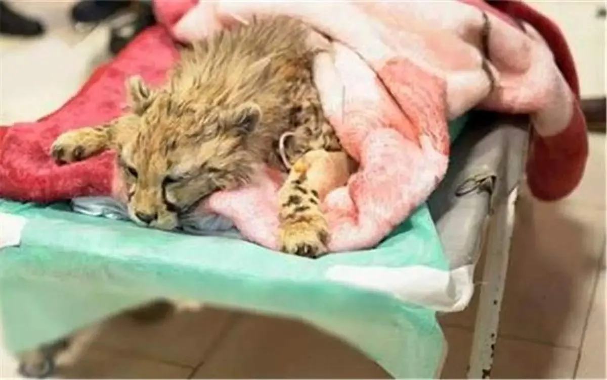 حال پیروز خوب نیست / پیروز زنده می‌ماند؟