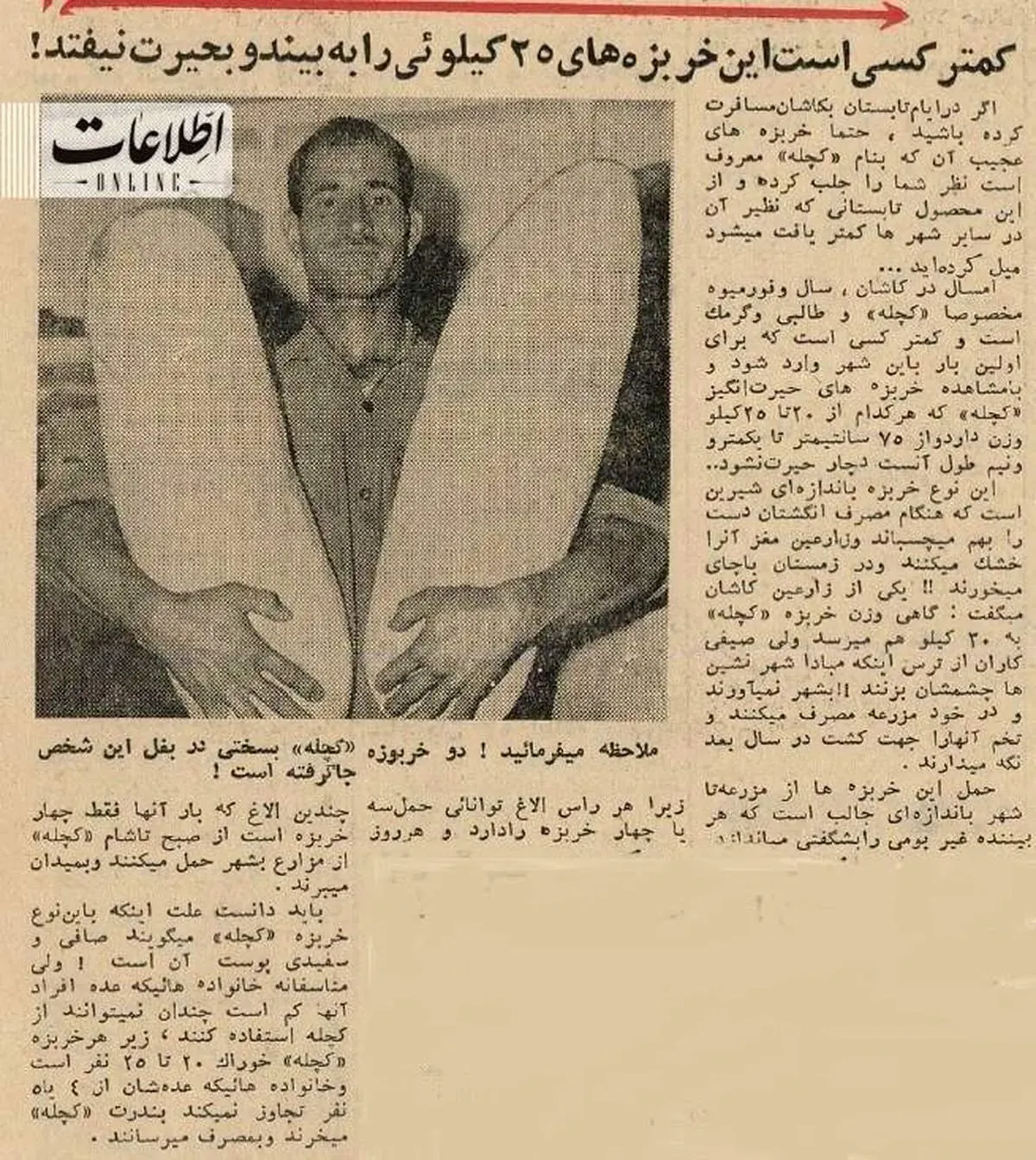 خربزه‌های ۲۵ کیلویی کاشان به بازار آمد/ عکس