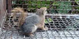 کشف 3 نوزاد سنجاب ایرانی در یک واحد صنعتی