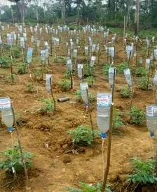 آبیاری جالب گیاهان یک باغ به روش سرم درمانی!