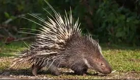 این حیوان در اسارت فرزندان خود را میخورد!