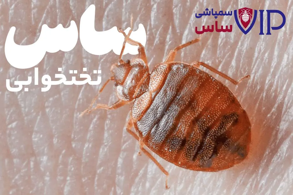 عکس ساس تختخوابی - عکس ساس از نزدیک عکس ساس تختخوابی - عکس ساس از نزدیک