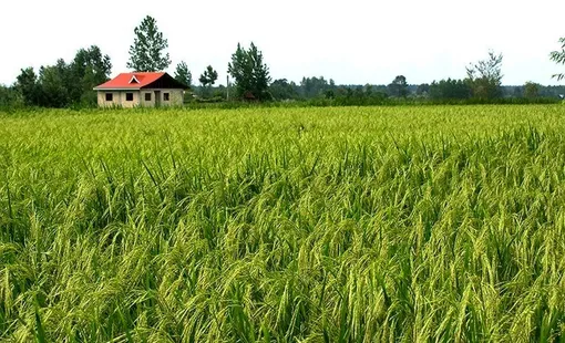 پیچیدن عطر برنج در شالیزارهای گیلان / عكس : محمد رنجبر