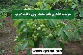 شروع یک سرمایه گذاری پایدار و تضمین شده با احداث باغ گردو !