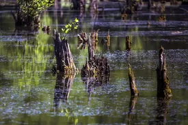 دریاچه ارواح نوشهر؛ سفری به دنیای ترسناک