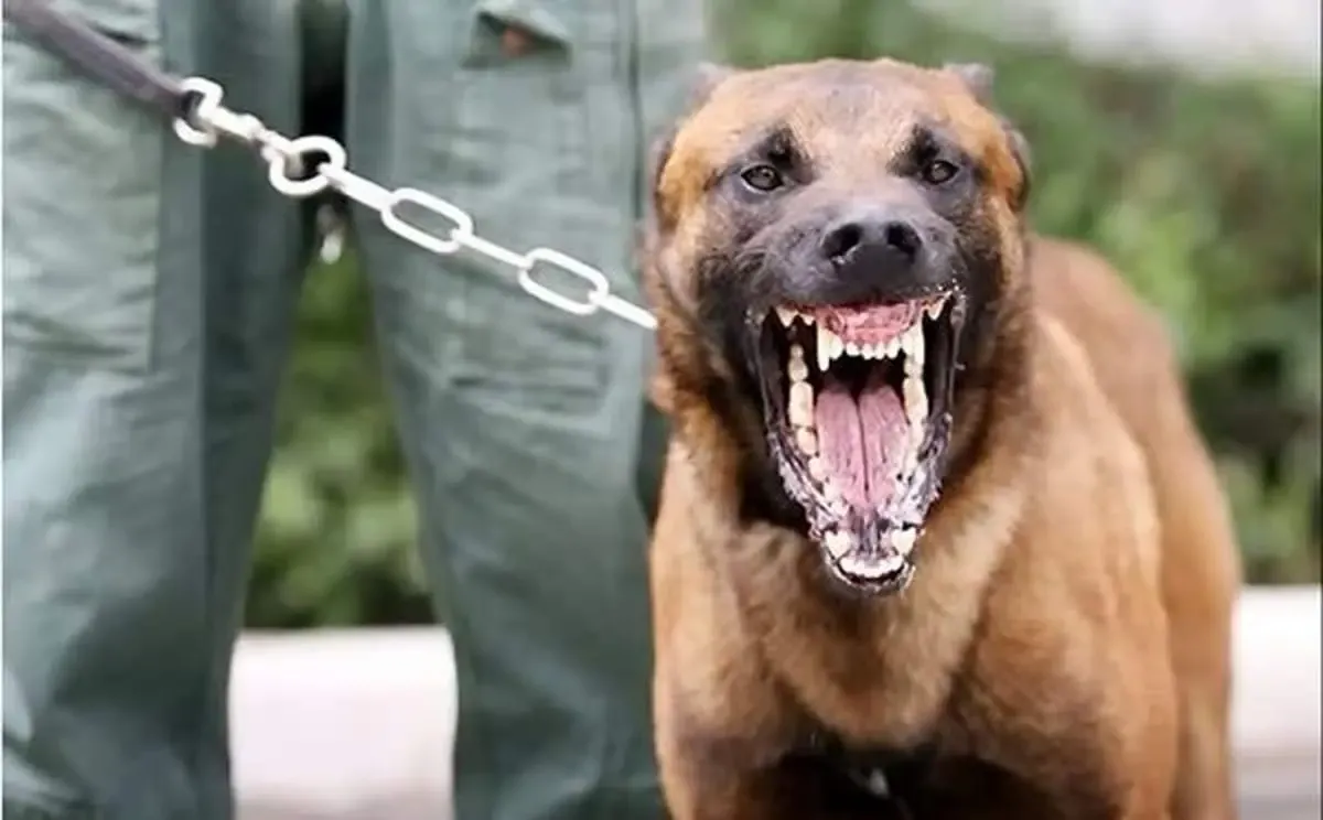 حمله دلخراش سگ نگهبان به ۱۱ شهروند مشهدی؛ گوش یک شهروند جدا شد!