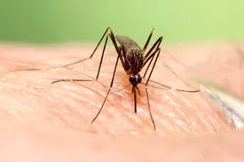 هشدار درباره افزایش تب دنگی در کشور