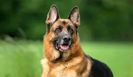 آزمایش مثبت هاری در سگ ولگرد سبزوار/ ۹ نفر مورد حمله قرار گرفته شدند