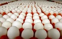 قیمت تخم‌مرغ چقدر می‌شود؟
