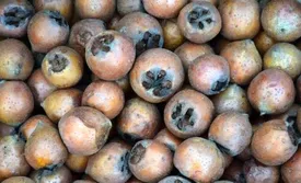 همه فورا ازگیل بخورند!