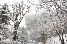 بارش برف زمستانی در تهران