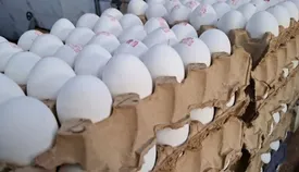 قیمت تخم مرغ اعلام شد/ شانه تخم مرغ در بازار چند؟