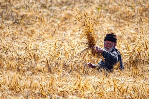 برداشت گندم در مازندران/عکس : مهدی محبی پور