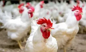 افزایش قیمت مرغ ادامه دارد ؟