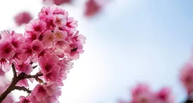 چرا بهار حال‌مان را خوب می‌کند؟ / تأثیر فصل بهار بر هورمون‌ها