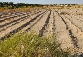 بحران آب در اسرائیل/ نتانیاهو قادر به حل تامین آب نیست