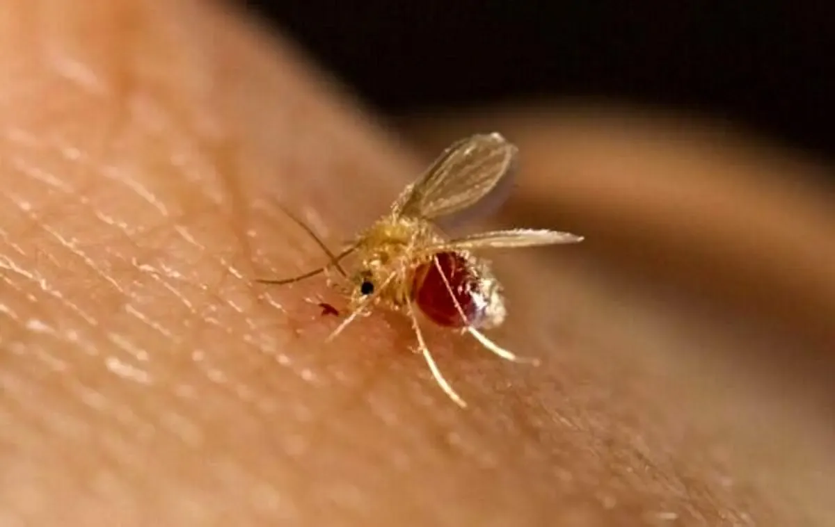 افزایش خطر شیوع بیماری سالک در فصول گرم سال