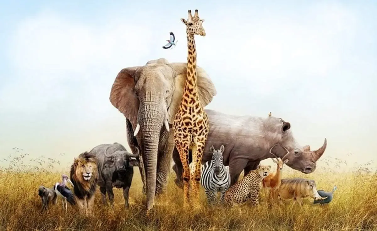 محبوب‌ترین حیوانات از نظر انسان را بشناسید | رأی‌گیری بزرگ با شرکت 3.5 میلیون نفر