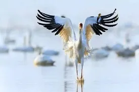 آیا «امید» به ایران باز می‌گردد؟