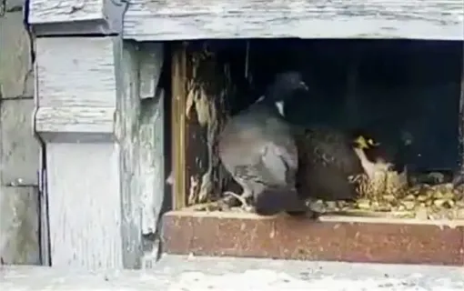 لحظات دیدنی از تقابل شکار و شکارچی پرنده