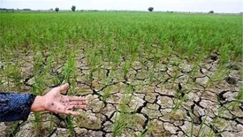 پیشنهاد بانک کشاورزی به سازمان برنامه و بودجه درباره مساعدت و امهال مطالبات خسارت دیدگان بخش کشاورزی