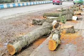 قطع بی‌صدای درختان در تهران