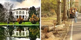 درختان سعد آباد درگیر سوسک شده بودند!