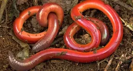 ببینید | عجیب‌ترین موجودی که تا به حال ندیده‌اید