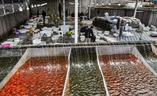 مزرعه پرورش «ماهی قرمز»/عکس : پویا بازارگرد