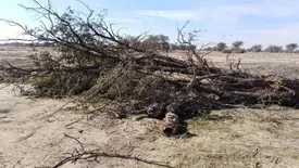 تیشه بر ریشه درختان کهور