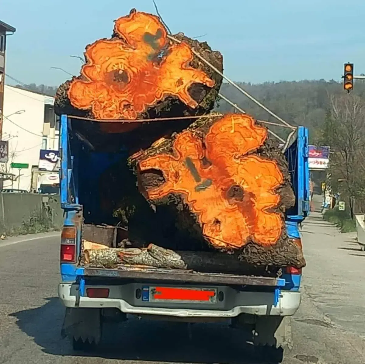 قطع و قاچاق درختان هیرکانی شدت گرفت