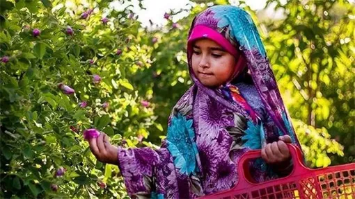 برداشت گل محمدی در روستای عنصرود تبریز/عکاس :میرعطالله داداشی اعظمی