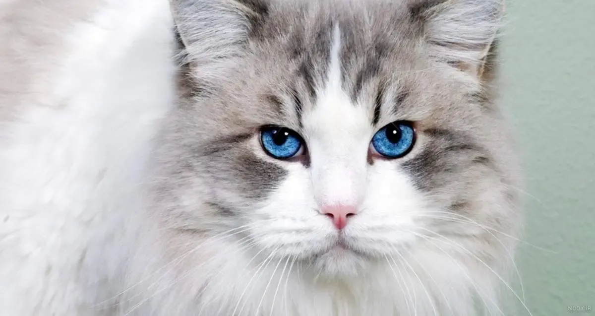 ببینید | این گربه‌ قهرمان ژیمناستیک است