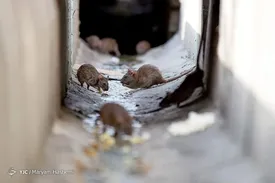 بازگشتِ موش های تهران!