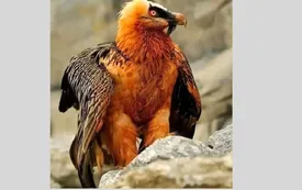 همای سعادت در طالقان