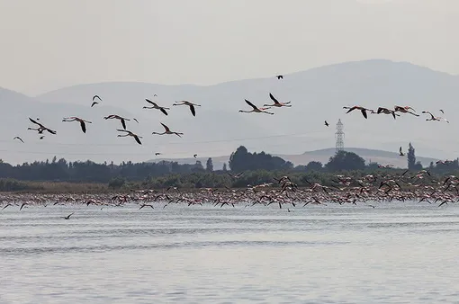 بازگشت زندگی به دریاچه ارومیه