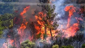 آتش جنگل الیت بالاخره خاموش شد