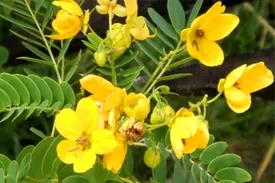 این گیاه  ملینی طبیعی و قوی برای رفع یبوست می باشد