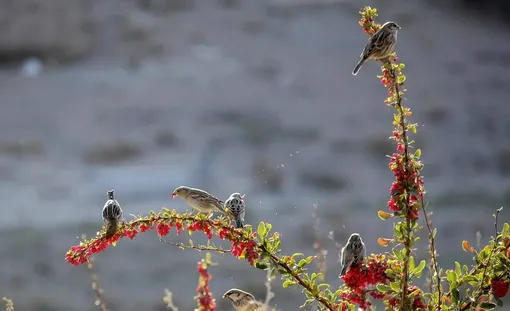 درخشندگی یاقوت سرخ در دل کویر/ عکس :محسن نوفرستی
