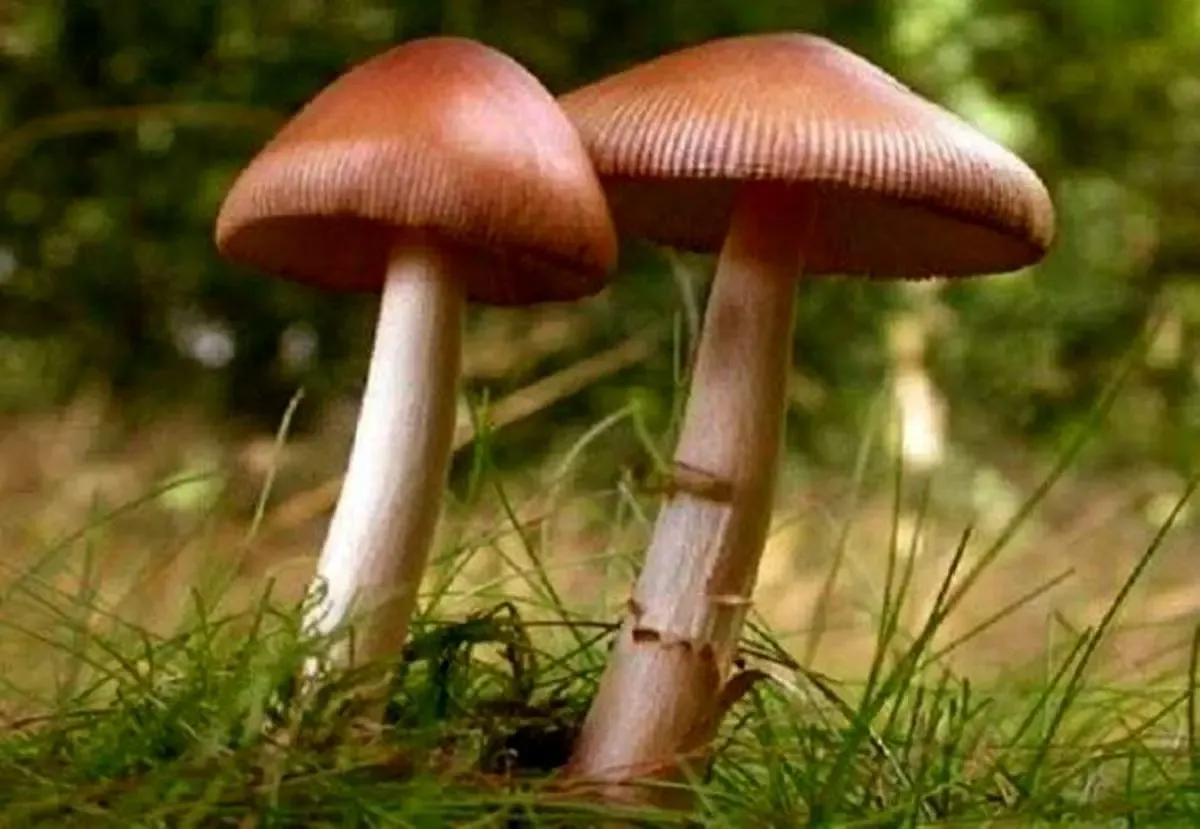 مسمومیت شدید 18 نفر با قارچ سمی