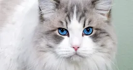 ببینید | این گربه‌ قهرمان ژیمناستیک است